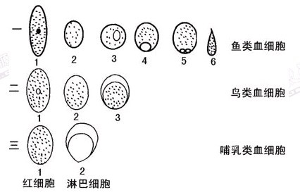 "红细胞"专题知识复习